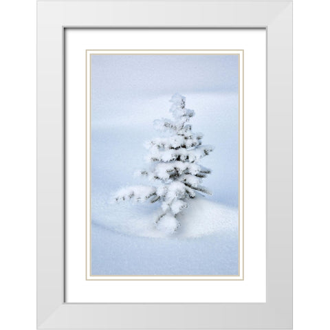 Canada-Alberta-Jasper National Park-Tiny-snow-covered fir tree White Modern Wood Framed Art Print with Double Matting by Collins, Ann