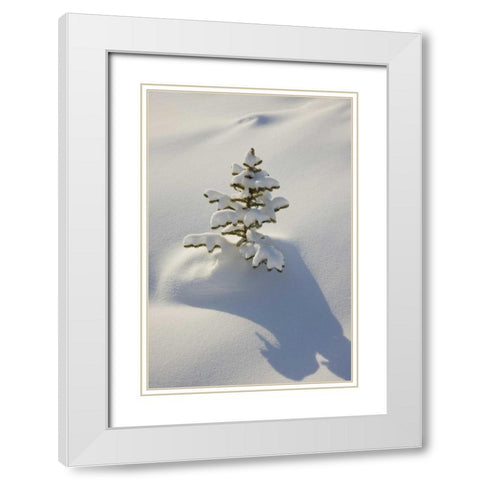 Canada, Jasper NP A young tree covered with snow White Modern Wood Framed Art Print with Double Matting by Grall, Don