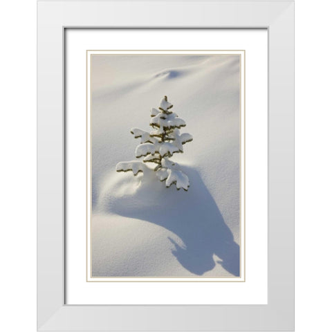 Canada, Jasper NP A young tree covered with snow White Modern Wood Framed Art Print with Double Matting by Grall, Don