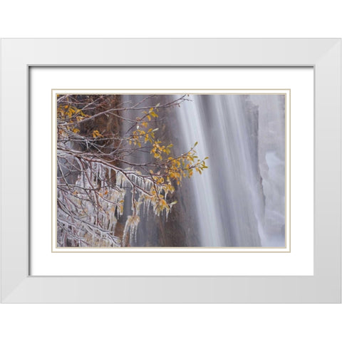 Canada, Jasper NP Ice on tree at Tangle Falls White Modern Wood Framed Art Print with Double Matting by Paulson, Don