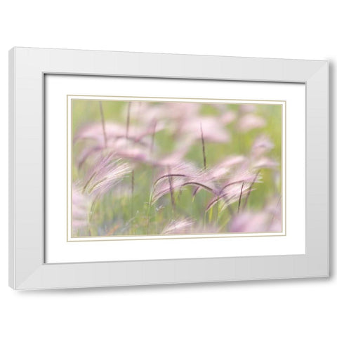 Canada, Alberta Grass seedheads in the wind White Modern Wood Framed Art Print with Double Matting by Paulson, Don