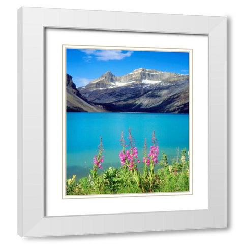 Canada, Alberta, Fireweed Wildflowers in Banff NP White Modern Wood Framed Art Print with Double Matting by Talbot Frank, Christopher
