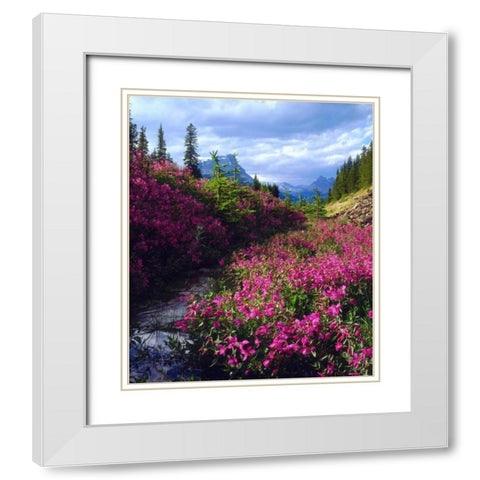 Wildflowers in Banff NP Alberta, Canada White Modern Wood Framed Art Print with Double Matting by Talbot Frank, Christopher