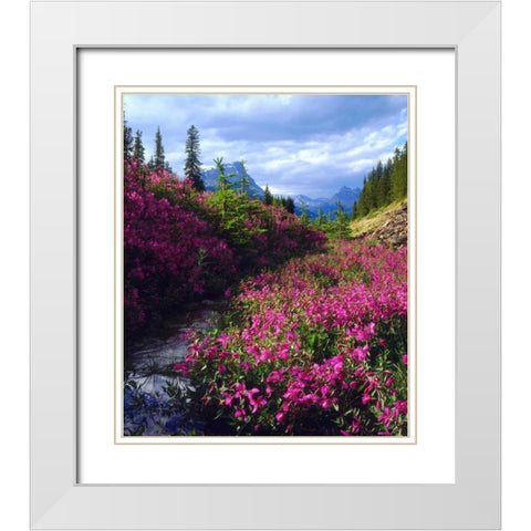 Wildflowers in Banff NP Alberta, Canada White Modern Wood Framed Art Print with Double Matting by Talbot Frank, Christopher
