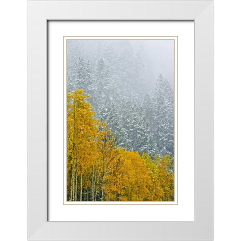 Canada, Banff NP Snow in mountain forest White Modern Wood Framed Art Print with Double Matting by Grandmaison, Mike