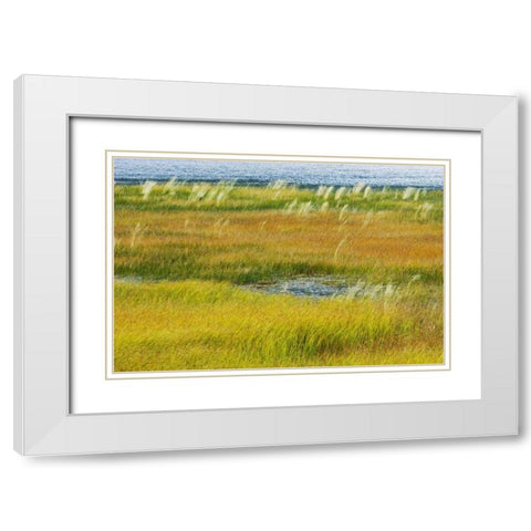 Canada, Alberta, Jasper NP Grasses in a wetland White Modern Wood Framed Art Print with Double Matting by Grandmaison, Mike