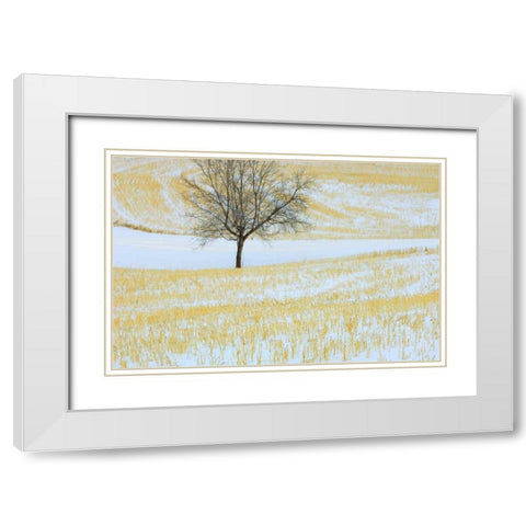 Canada, Alberta Lone tree in snowy field White Modern Wood Framed Art Print with Double Matting by Grandmaison, Mike