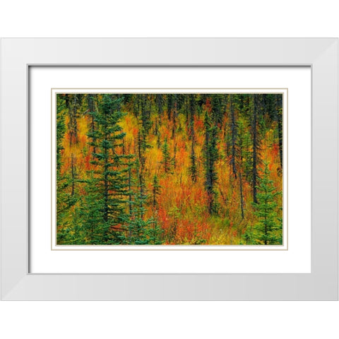 Canada, Alberta Autumn in a meadow White Modern Wood Framed Art Print with Double Matting by Grandmaison, Mike