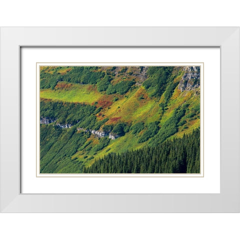 Canada, Waterton Lakes NP Alpine vegetation White Modern Wood Framed Art Print with Double Matting by Grandmaison, Mike
