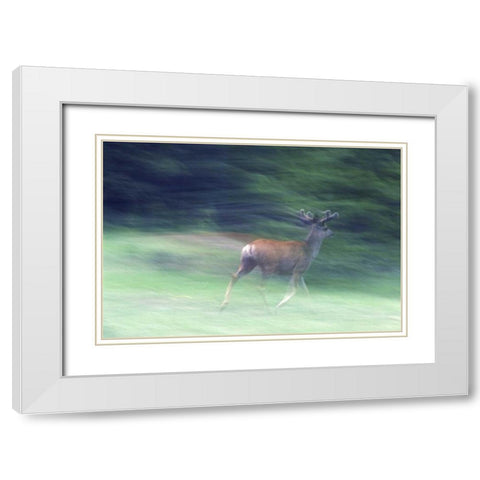 Canada, Alberta, Jasper NP Mule deer running White Modern Wood Framed Art Print with Double Matting by Delisle, Gilles