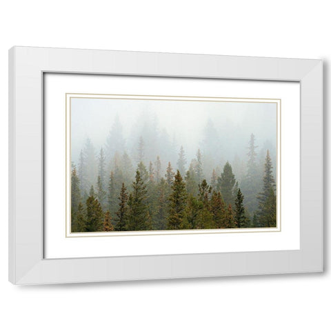 Canada-Alberta-Banff National Park Bow Valley forest in fog White Modern Wood Framed Art Print with Double Matting by Jaynes Gallery