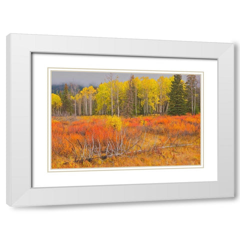 Canada-Alberta-Banff National Park Bow Valley in autumn colors White Modern Wood Framed Art Print with Double Matting by Jaynes Gallery