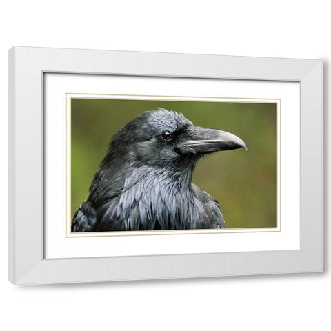 Canada-Alberta-Banff National Park Common raven close-up White Modern Wood Framed Art Print with Double Matting by Jaynes Gallery
