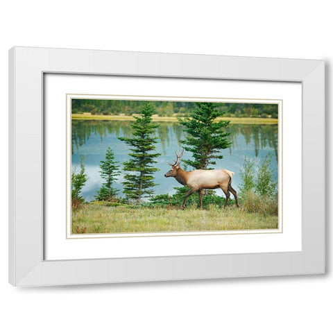 Canada-Alberta-Jasper National Park Bull elk next to Athabasca River White Modern Wood Framed Art Print with Double Matting by Jaynes Gallery
