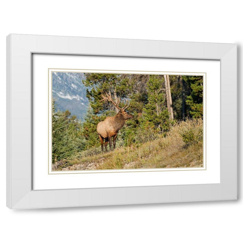 Canada-Alberta-Jasper National Park Bull elk on mountain White Modern Wood Framed Art Print with Double Matting by Jaynes Gallery