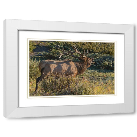 Canada-Alberta-Jasper National Park Bull elk next to Athabasca River White Modern Wood Framed Art Print with Double Matting by Jaynes Gallery