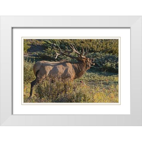 Canada-Alberta-Jasper National Park Bull elk next to Athabasca River White Modern Wood Framed Art Print with Double Matting by Jaynes Gallery