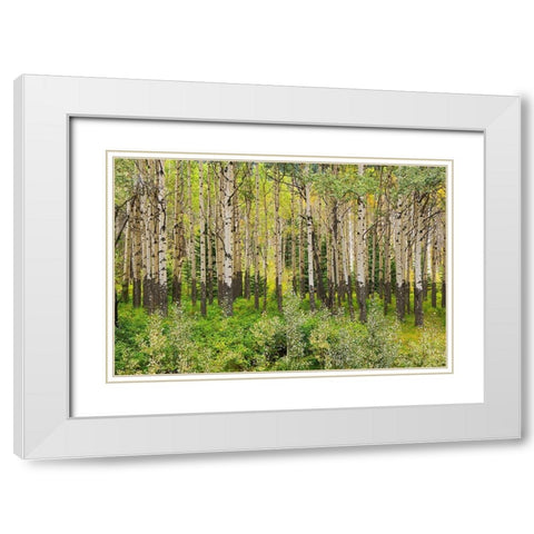 Canada-Alberta-Banff National Park Trembling aspen tree forest White Modern Wood Framed Art Print with Double Matting by Jaynes Gallery
