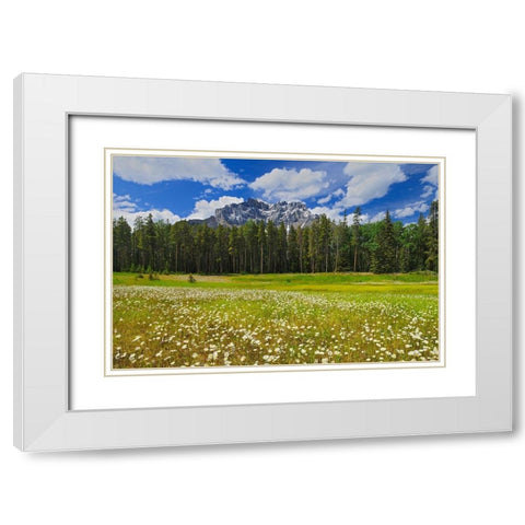 Canada-Alberta-Banff National Park Landscape with field of common daisies and Cascade Mountain White Modern Wood Framed Art Print with Double Matting by Jaynes Gallery