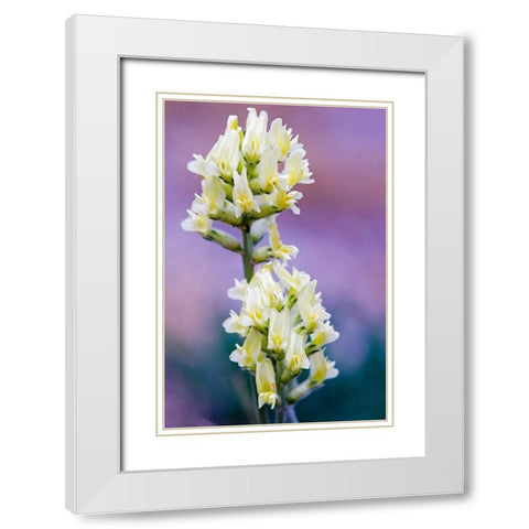 Canada-Alberta-Jasper National Park White and yellow locoweed blossoms White Modern Wood Framed Art Print with Double Matting by Jaynes Gallery