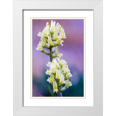 Canada-Alberta-Jasper National Park White and yellow locoweed blossoms White Modern Wood Framed Art Print with Double Matting by Jaynes Gallery