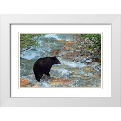 Canada-Alberta-Banff National Park American black bear sow crossing creek White Modern Wood Framed Art Print with Double Matting by Jaynes Gallery