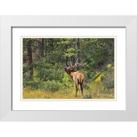 Canada-Alberta-Jasper National Park Male elk calling White Modern Wood Framed Art Print with Double Matting by Jaynes Gallery