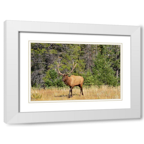 Canada-Alberta-Jasper National Park Male elk walking White Modern Wood Framed Art Print with Double Matting by Jaynes Gallery