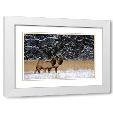 Canada-Alberta-Banff National Park Female elks in snowy field White Modern Wood Framed Art Print with Double Matting by Jaynes Gallery
