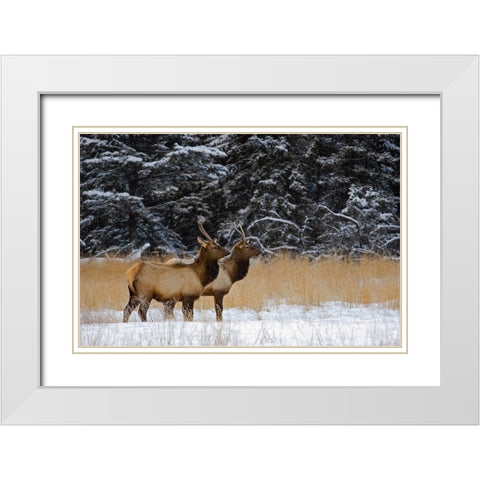 Canada-Alberta-Banff National Park Female elks in snowy field White Modern Wood Framed Art Print with Double Matting by Jaynes Gallery