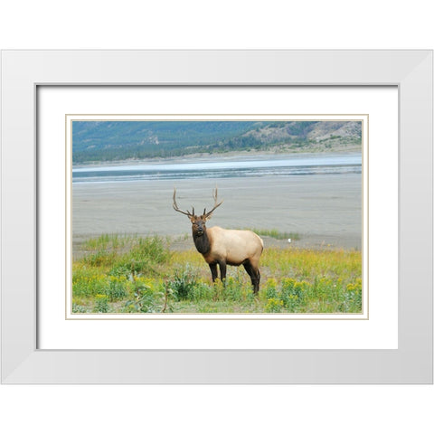Canada-Alberta-Jasper National Park Male elk in field White Modern Wood Framed Art Print with Double Matting by Jaynes Gallery