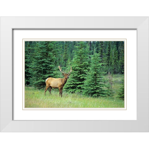 Canada-Alberta-Jasper National Park Male elk in field White Modern Wood Framed Art Print with Double Matting by Jaynes Gallery
