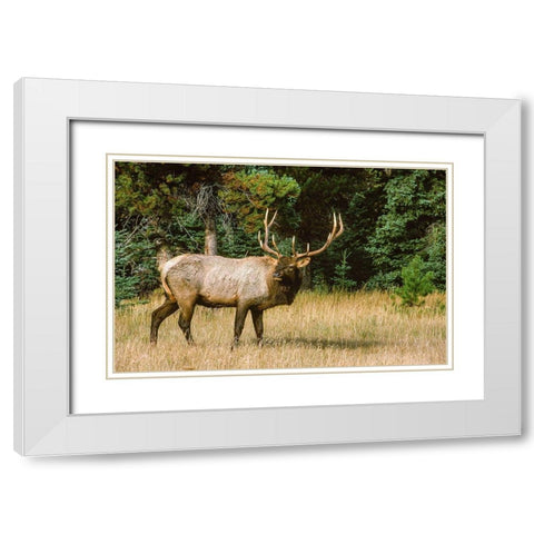 Bull elk with huge rack-Banff National Park-Canada White Modern Wood Framed Art Print with Double Matting by Garber, Howie