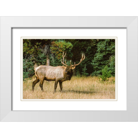 Bull elk with huge rack-Banff National Park-Canada White Modern Wood Framed Art Print with Double Matting by Garber, Howie