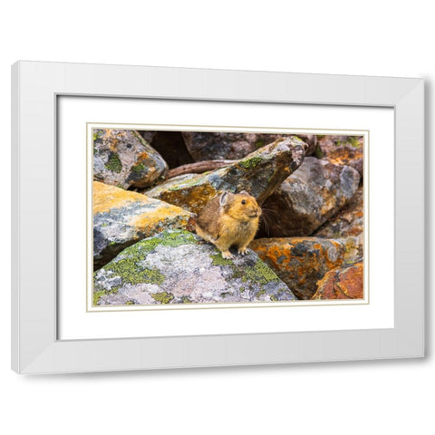 American Pika-Ochotona princeps-Jasper National Park-Alberta-Canada White Modern Wood Framed Art Print with Double Matting by Bishop, Russ