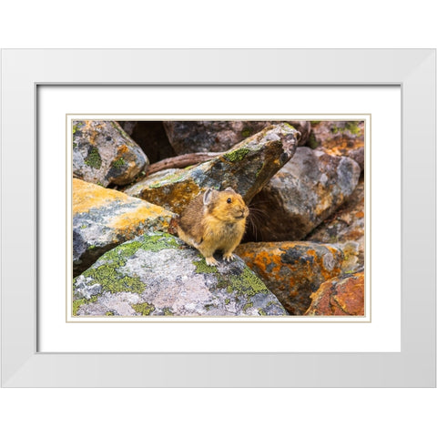 American Pika-Ochotona princeps-Jasper National Park-Alberta-Canada White Modern Wood Framed Art Print with Double Matting by Bishop, Russ
