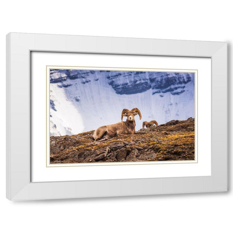 Bighorn rams on Wilcox Ridge under Mount Athabasca-Jasper National Park-Alberta-Canada White Modern Wood Framed Art Print with Double Matting by Bishop, Russ