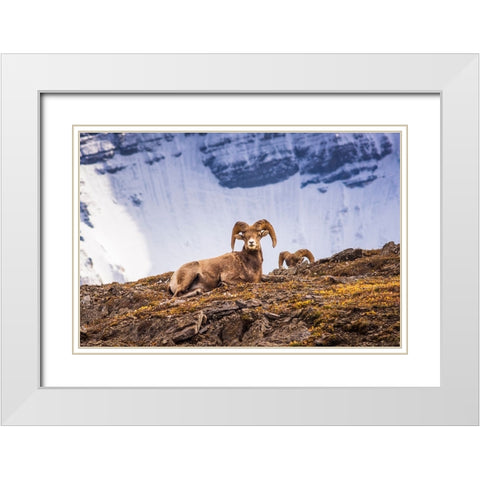 Bighorn rams on Wilcox Ridge under Mount Athabasca-Jasper National Park-Alberta-Canada White Modern Wood Framed Art Print with Double Matting by Bishop, Russ