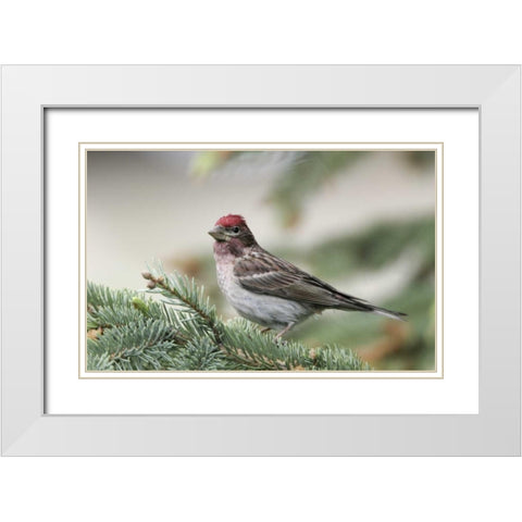 Canada, BC, Kamloops Cassins finch in a pine White Modern Wood Framed Art Print with Double Matting by Morris, Arthur