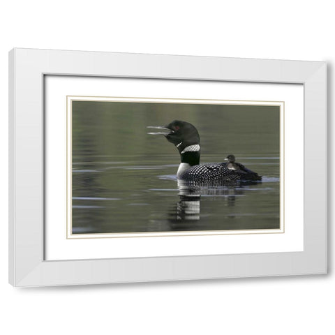 Canada, BC, Kamloops Common loon with chick White Modern Wood Framed Art Print with Double Matting by Morris, Arthur