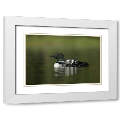Canada, BC, Kamloops Portrait of common loon White Modern Wood Framed Art Print with Double Matting by Morris, Arthur