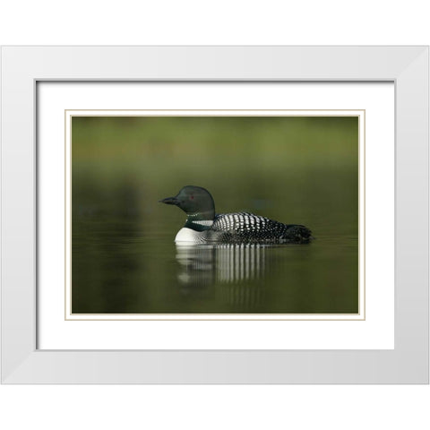 Canada, BC, Kamloops Portrait of common loon White Modern Wood Framed Art Print with Double Matting by Morris, Arthur