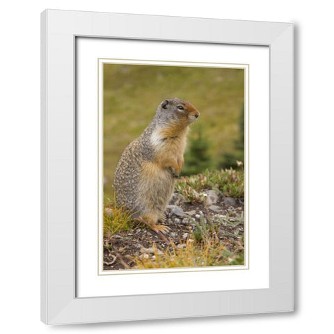 Canada, BC, Banff NP Columbian ground squirrel White Modern Wood Framed Art Print with Double Matting by Paulson, Don