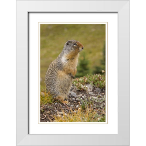 Canada, BC, Banff NP Columbian ground squirrel White Modern Wood Framed Art Print with Double Matting by Paulson, Don
