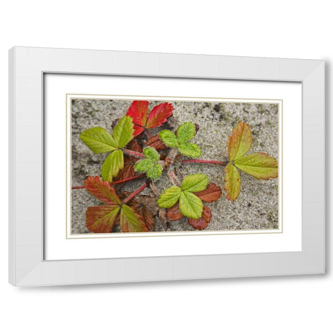 Canada, BC, Calvert Island Beach strawberry White Modern Wood Framed Art Print with Double Matting by Paulson, Don