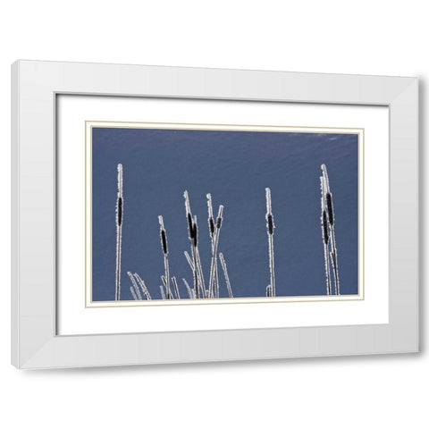 Canada, BC Bulrushes coated with hoar frost White Modern Wood Framed Art Print with Double Matting by Young, Bill