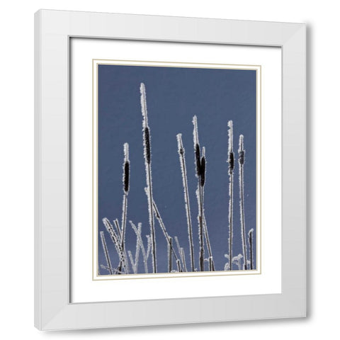 Canada, BC Bulrushes coated with hoar frost White Modern Wood Framed Art Print with Double Matting by Young, Bill