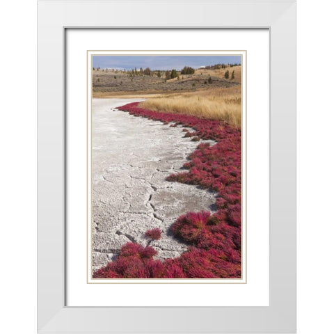 Canada, BC, Kamloops Grass and dried lake bed White Modern Wood Framed Art Print with Double Matting by Paulson, Don