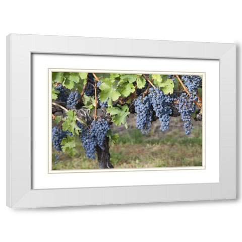 Canada, BC, Osoyoos Purple grapes in vineyards White Modern Wood Framed Art Print with Double Matting by Paulson, Don
