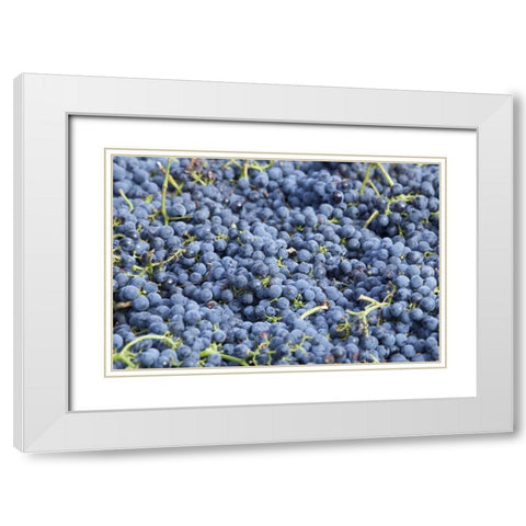 Canada, BC, Osoyoos Fresh purple grapes White Modern Wood Framed Art Print with Double Matting by Paulson, Don